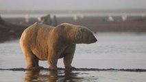 El cambio climático desplaza a osos polares a una aldea en Alaska en busca de alimento