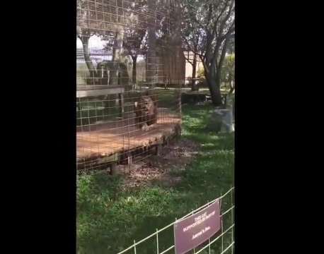 Le rugissement de ce lion est légèrement grippé lol bruit de tondeuse !