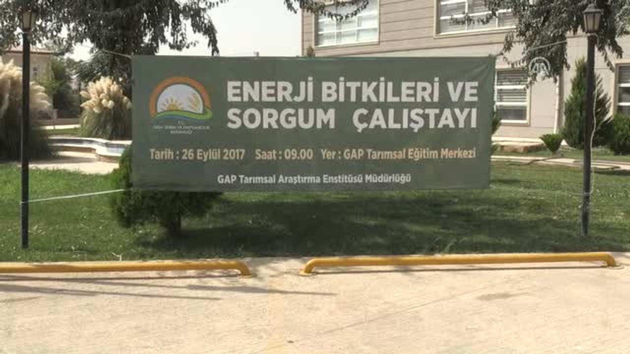 Enerjiyi Bitkilerden Üretebilirsek, Sorgum, Geleceğin Bitkisi Olacak"