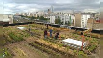 French posties transform Paris rooftop into picturesque farm