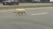 Rogue Pig Disrupts Commuters in Glen Allen, Virginia