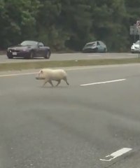 Rogue Pig Disrupts Commuters in Glen Allen, Virginia