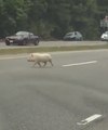 Rogue Pig Disrupts Commuters in Glen Allen, Virginia