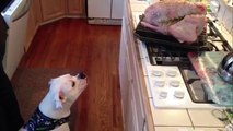 Funniest Cute Animal Home Video Bloopers | Funny Pet Videos