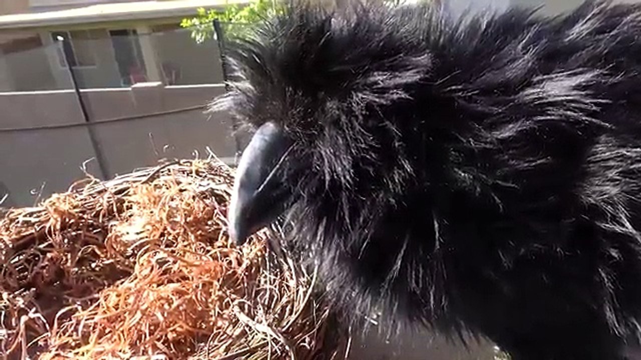 Wild Crow Steals Fidget Spinner! Wild Toy Feathered Beast Vs. Ethan Vs. Cole Nerf Blaster Battle!