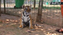 Cachorro que nada, chinês cria 62 tigres!