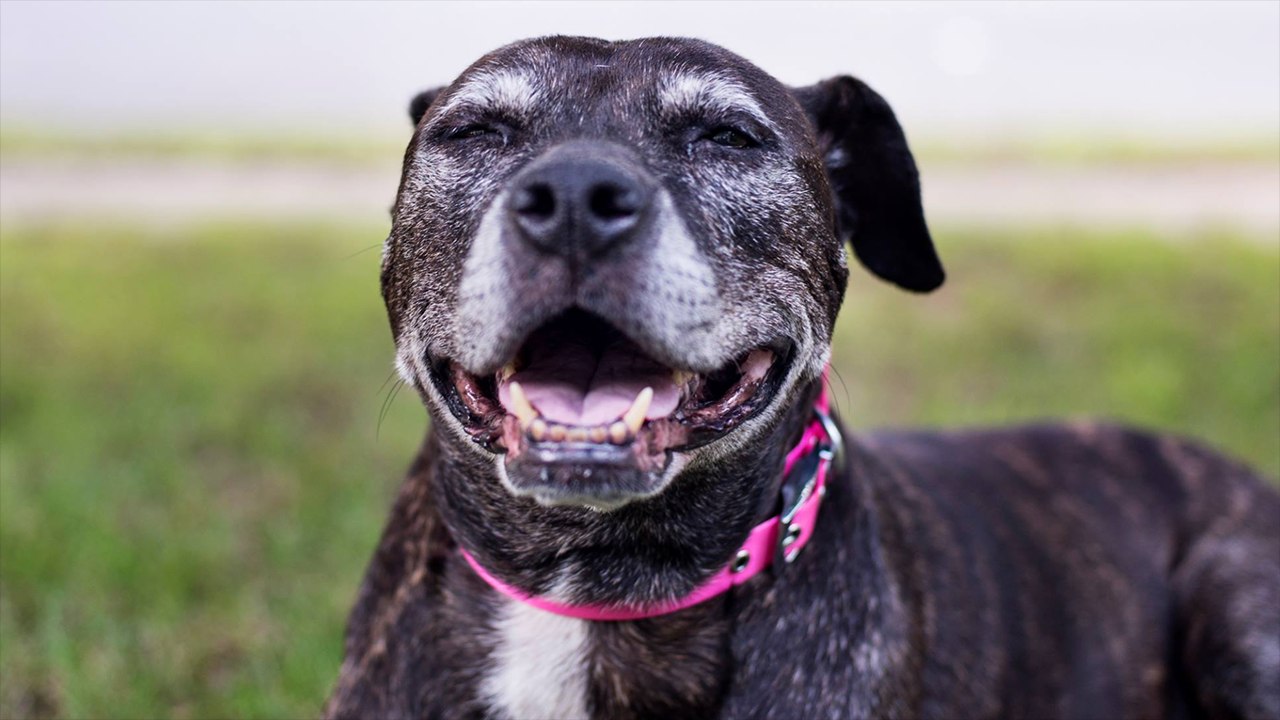 Family Makes Epic Bucket List For Terminally Ill Dog