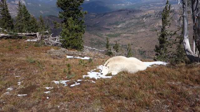 Il pensait trouver cette chèvre des montagnes morte mais elle faisait juste la sieste