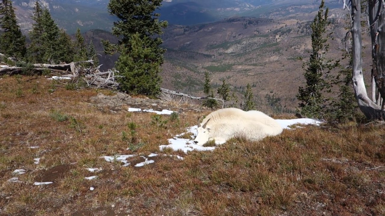 Il pensait trouver cette chèvre des montagnes morte mais elle faisait juste la sieste