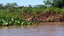 Most Amazing Wild Animals Attacks Jagur Attacks ►► Jaguar vs Crocodille, Lion, Leopard, Wi