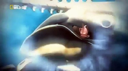 Yo, depredador - Tiburón Blanco