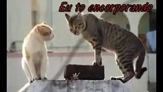 cato endiabrado (god damn cat)