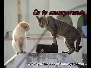 cato endiabrado (god damn cat)