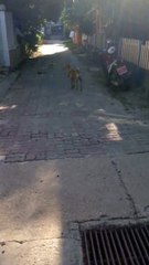 Dog Leaps Through Gate