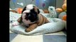 Bulldog Puppies are the cutest Puppies ever! Funny Dog Vine Compilation