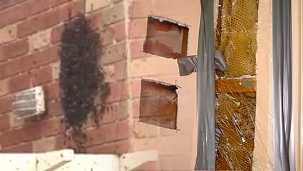 [영상] 꿀이 흐르는 침실?...벽 뜯어보니 드러난 진실 / YTN