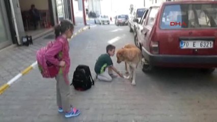Karaman Yaralı Köpeğe Çocuk Şefkati