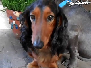 Yaptığı Yaramazlık Sonrası Arkadaşının Yanında Yerin Dibine Geçen Köpek