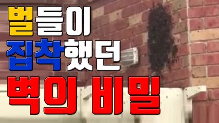 [자막뉴스] 벌들이 집착했던 집 벽의 비밀 / YTN