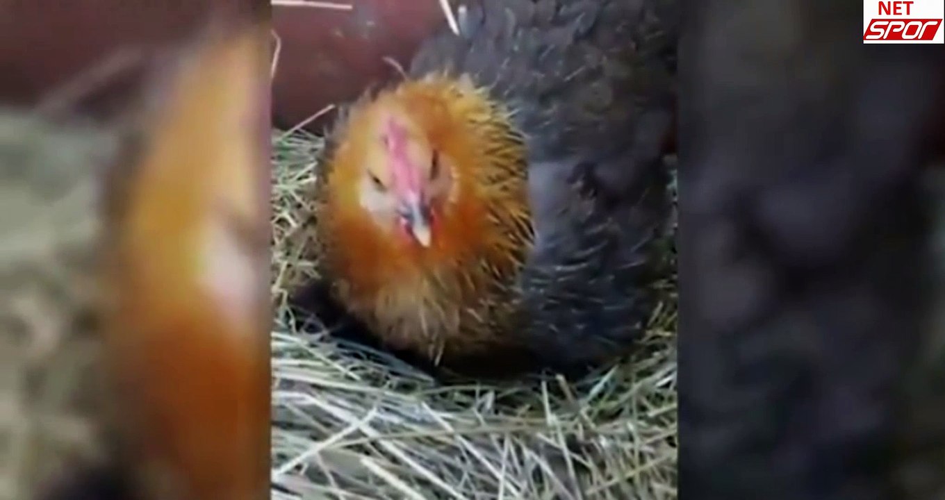 Henne 'brütet' ungewöhnlichen Nachwuchs aus