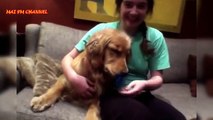 Ultimate Funniest And Cutest Golden Retriever Videos Compilation 2016 - Funny Dog Videos
