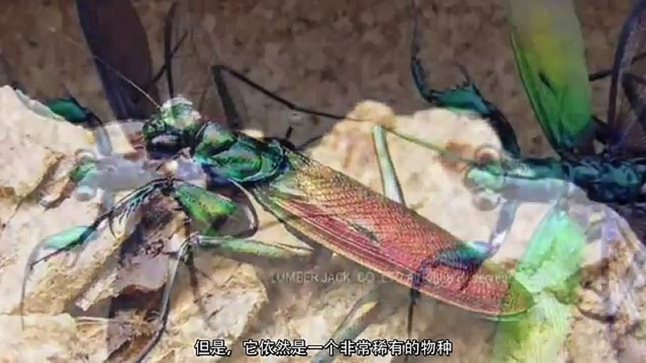 螳螂和蟑螂的结合？！金属螳螂是什么！