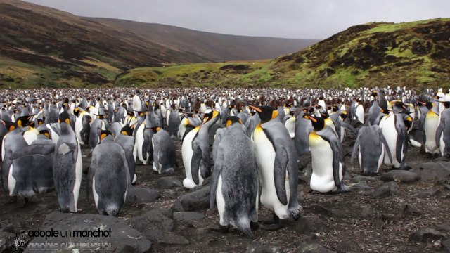 Parraine un manchot royal de la réserve naturelle des Terres australes françaises