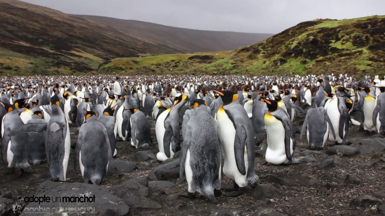 Parraine un manchot royal de la réserve naturelle des Terres australes françaises