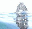 Whales Breach Extremely Close to Ship Off Gold Coast