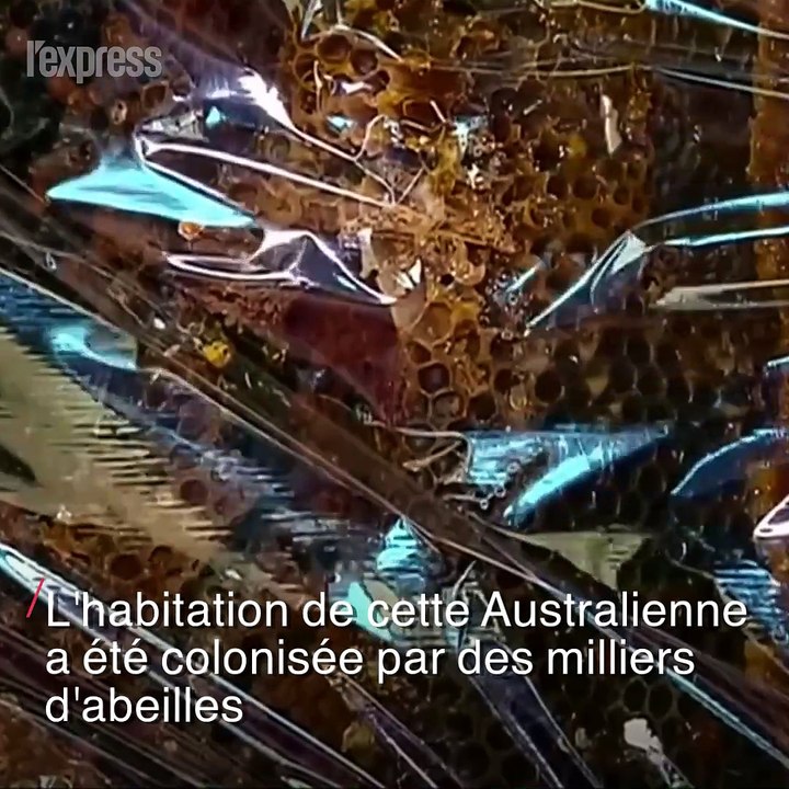 Australie: des milliers d'abeilles envahissent une maison