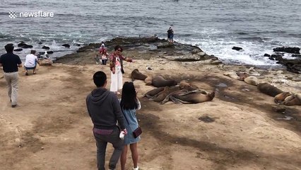 Sea lion scares woman in California