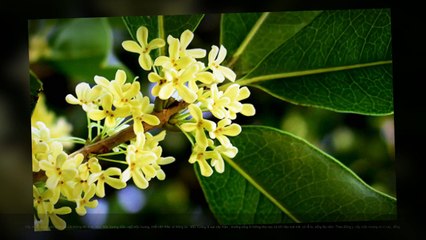 Mộc hương – Cây thuốc trị dạ dày hiệu quả