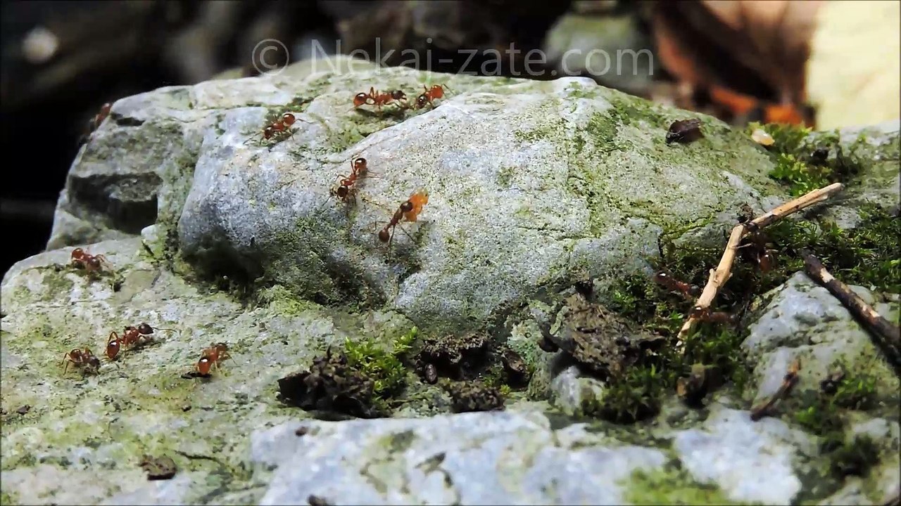 Ants Video
