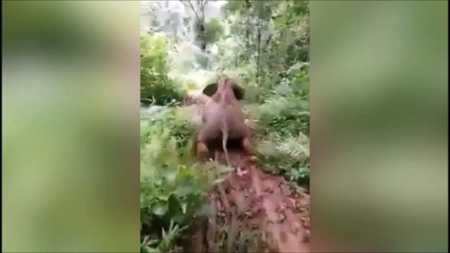 Cet éléphant s'amuse à faire des glissades dans la boue... Adorable