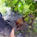 Cette chienne courageuse essaie de sauver ses petits coincés sous une dalle de béton