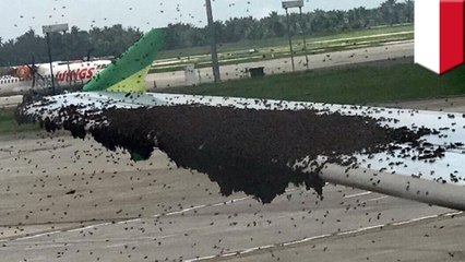 Thousands of bees seen swarming over Indonesia airplane's wing