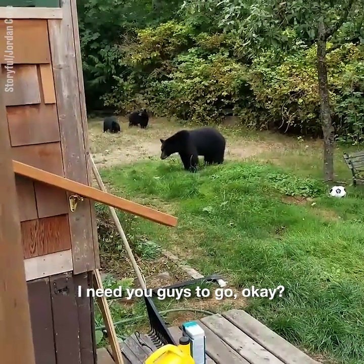 Il demande calmement à ces ours de quitter son jardin... Et ils le font!