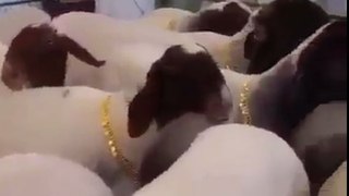 Sheeps of an Arab man wearing Gold Necklaces