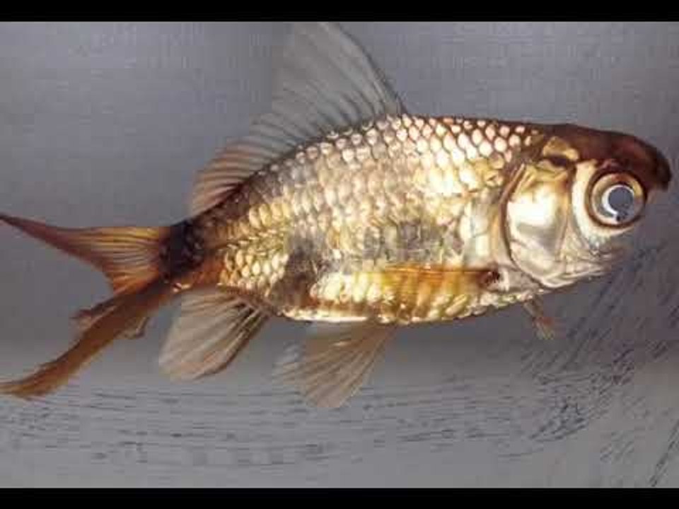 Artist Creates Insanely Realistic Watercolor Painting