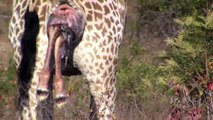 Incredible! Giraffe giving birth in the wild!