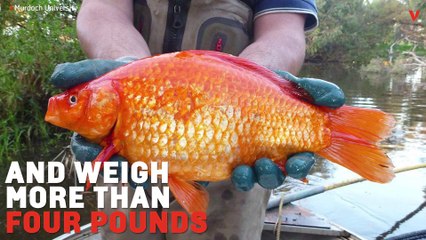 Goldfish Escape, Grow Big, And Can Survive To Become Giant Goldfish In Saltwater