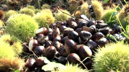 Katil Arılar Kestane Fiyatlarını Uçurdu