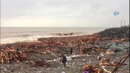 Sele Kapılarak Denize Ulaşan Odunlardan ve Kütüklerden Kışlık Odun İhtiyaçlarını Karşılıyorlar