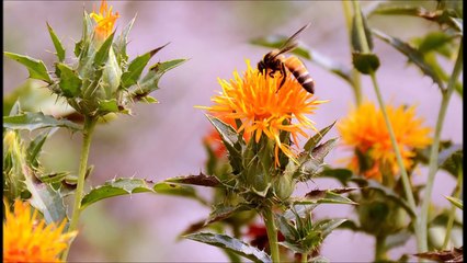 বাউল আব্দুল করিম