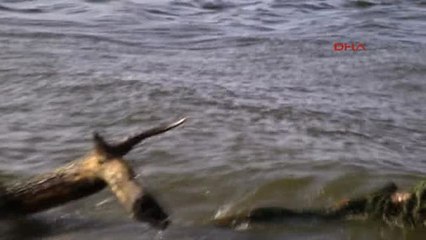 Karacabey'deki Balık Ölümlerine Sebep Olan Fabrika Belirlendi