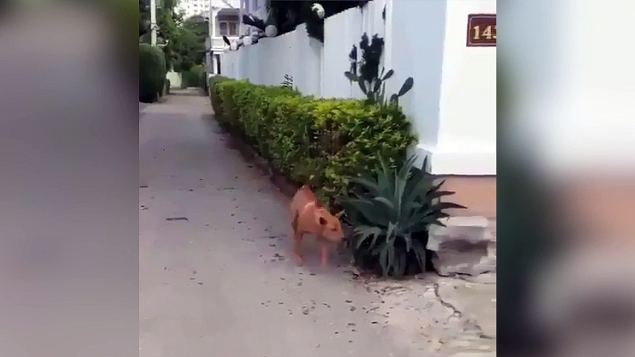 Ce chien a une drôle de façon de rentrer chez lui !