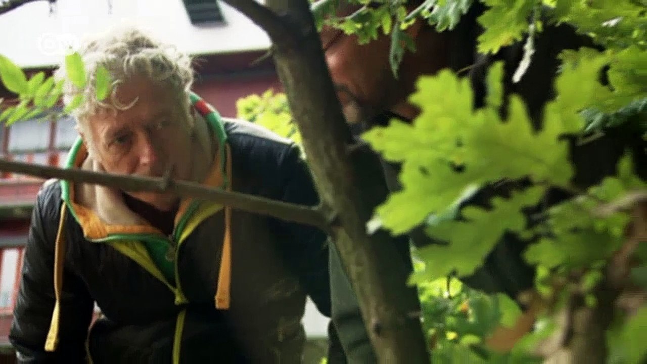 Insektensterben - pflanzen ohne "bestäuber" | dw deutsch