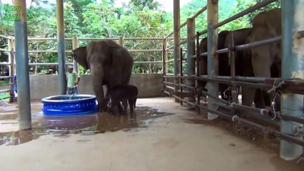 Most Funny and Cute Baby Elephant Videos Compilation (2016)