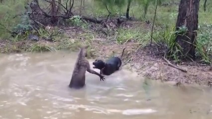 Ce Kangourou noie un énorme chien pour se défendre et ça marche !