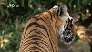 호랑이의 복수 다큐멘터리 tiger revenge documentary
